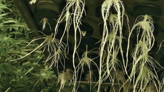 Zdravé kořeny hydroponicky pěstovaných rostlin